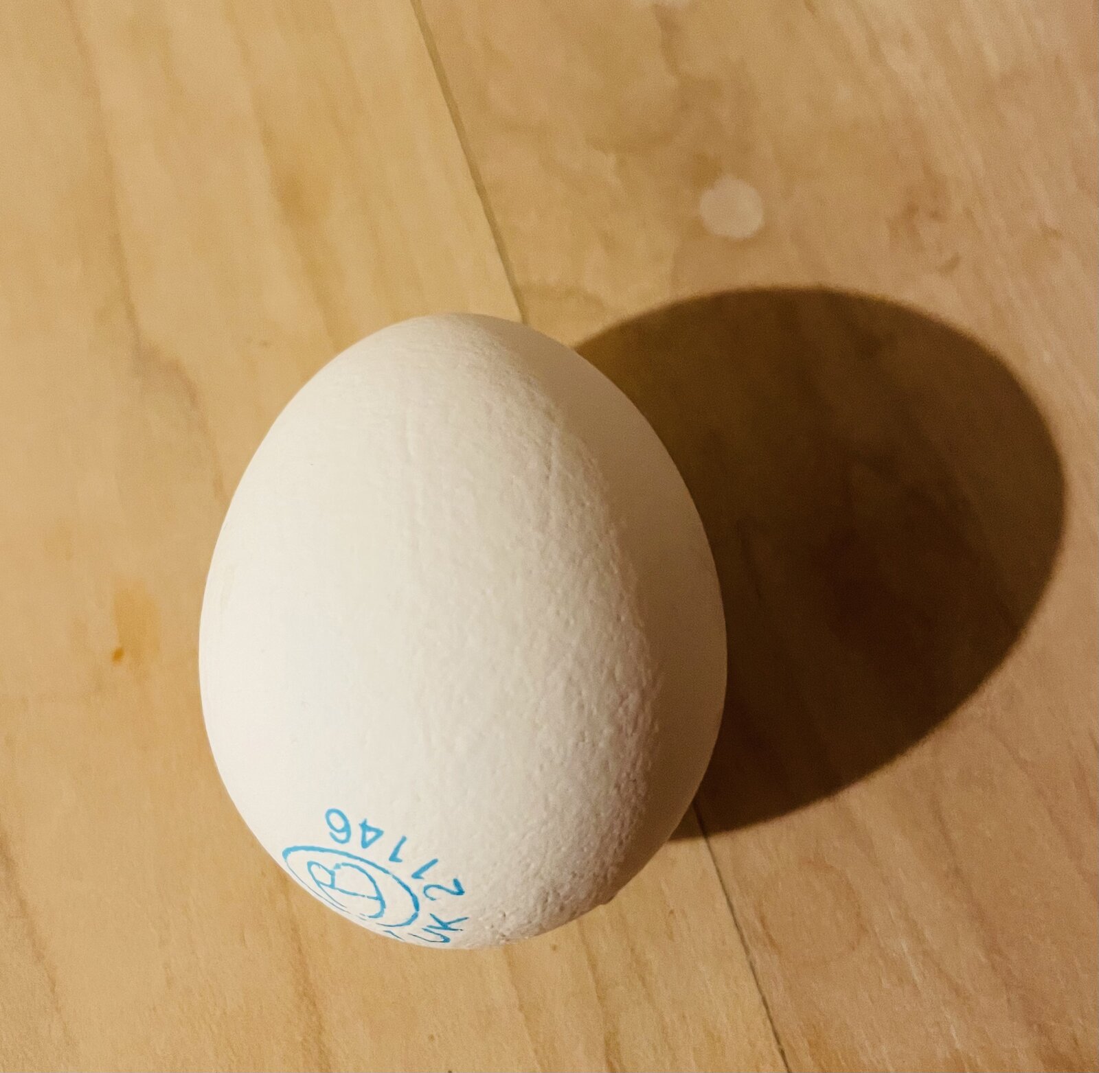 A perfect Arlington White Cacklebean Egg